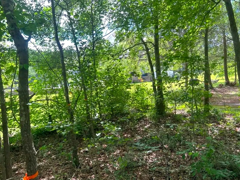 Overgrown property before Cut Brush land clearing