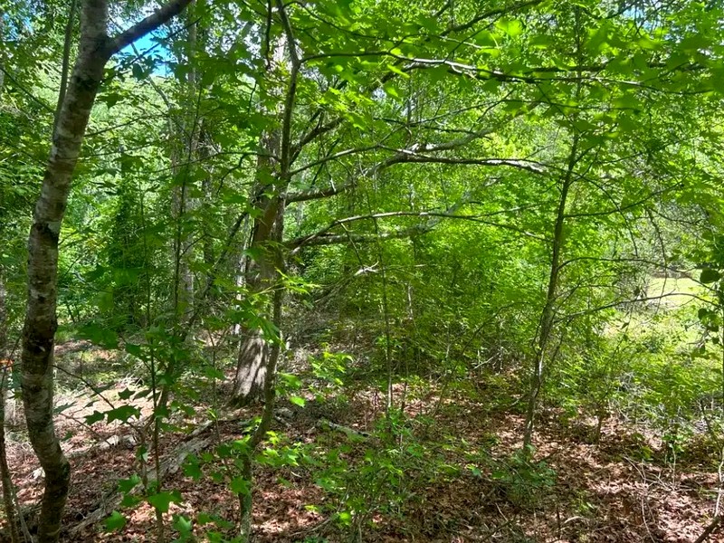 Dense brush and invasive species before clearing