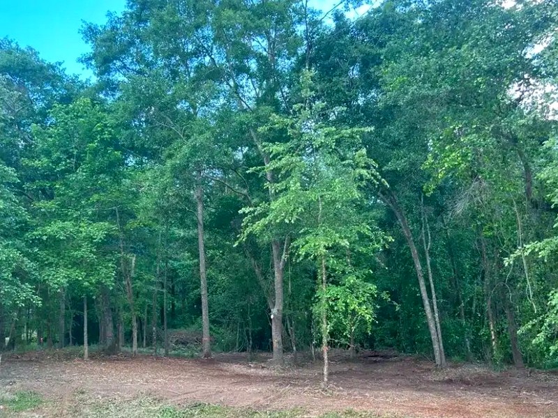 Buildable lot after Cut Brush lot clearing service