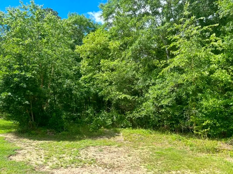 Overgrown lot before land clearing in Central North Carolina